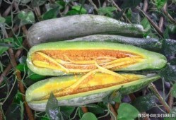 陇南网红吃瓜视频,揭秘当地美食与趣事