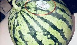 柯桥网红吃瓜,揭秘幕后故事与热门话题