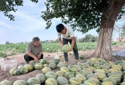 缅北视频每日爆料吃瓜,每日吃瓜爆料，揭秘缅北风云
