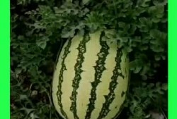 每日吃瓜在线,揭秘娱乐圈幕后故事，带你领略明星真实生活